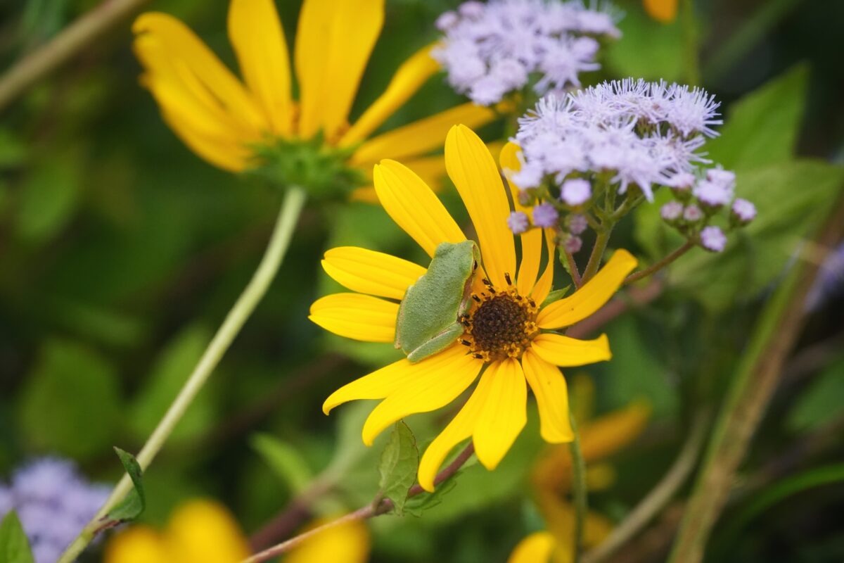 A small Pinewoods treefrog resting in a sunflower.