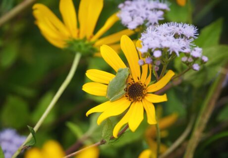 A small Pinewoods treefrog resting in a sunflower.