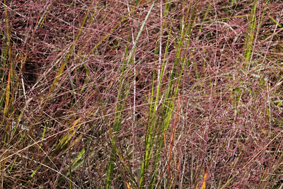 Close-up of tall grasses with wispy, purplish-pink flowers interspersed with green blades.