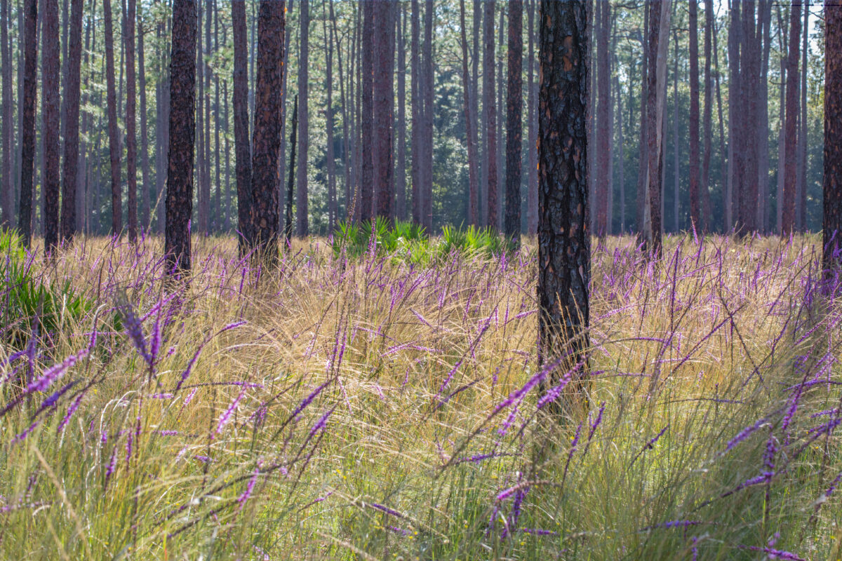 Stunning display of purple Blazing stars.