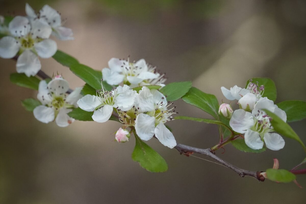 Delicate white Mayhaw flowers.