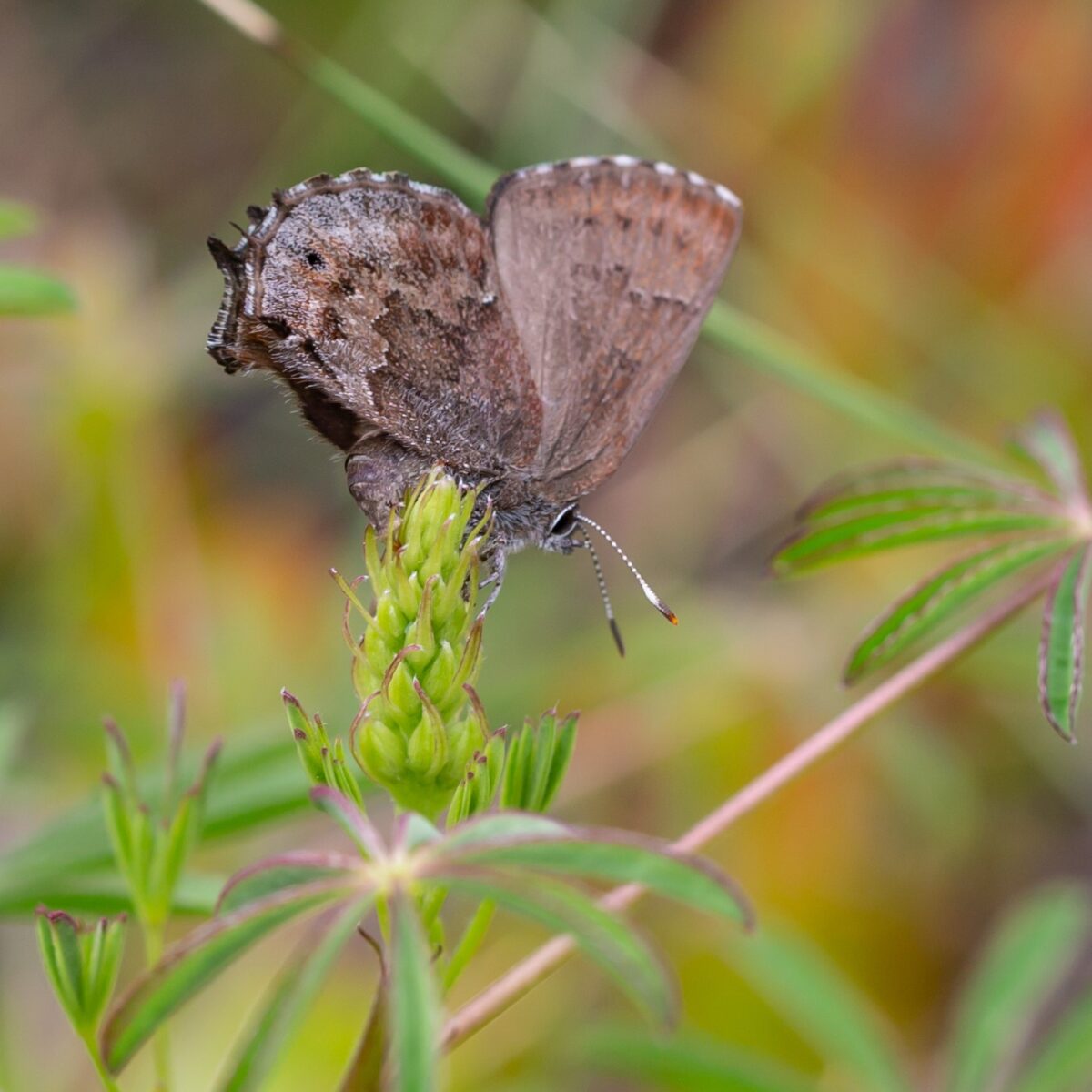 Frosted elfin butterfly on Sundial lupine.