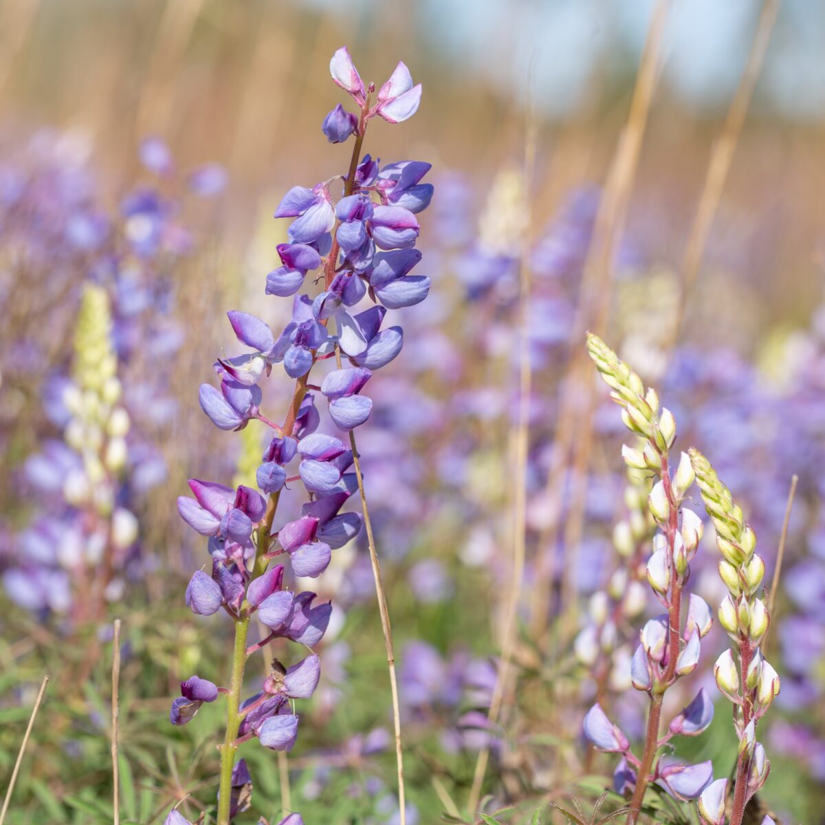 Purple and creamy white flowers of Sundial lupine.