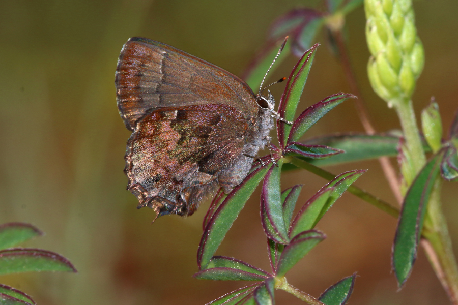 A brown butterfly rests on a green leaf, with its wings closed and antennae visible.