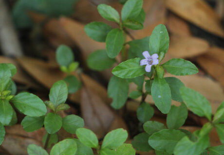 Swamp twinflower in bloom.