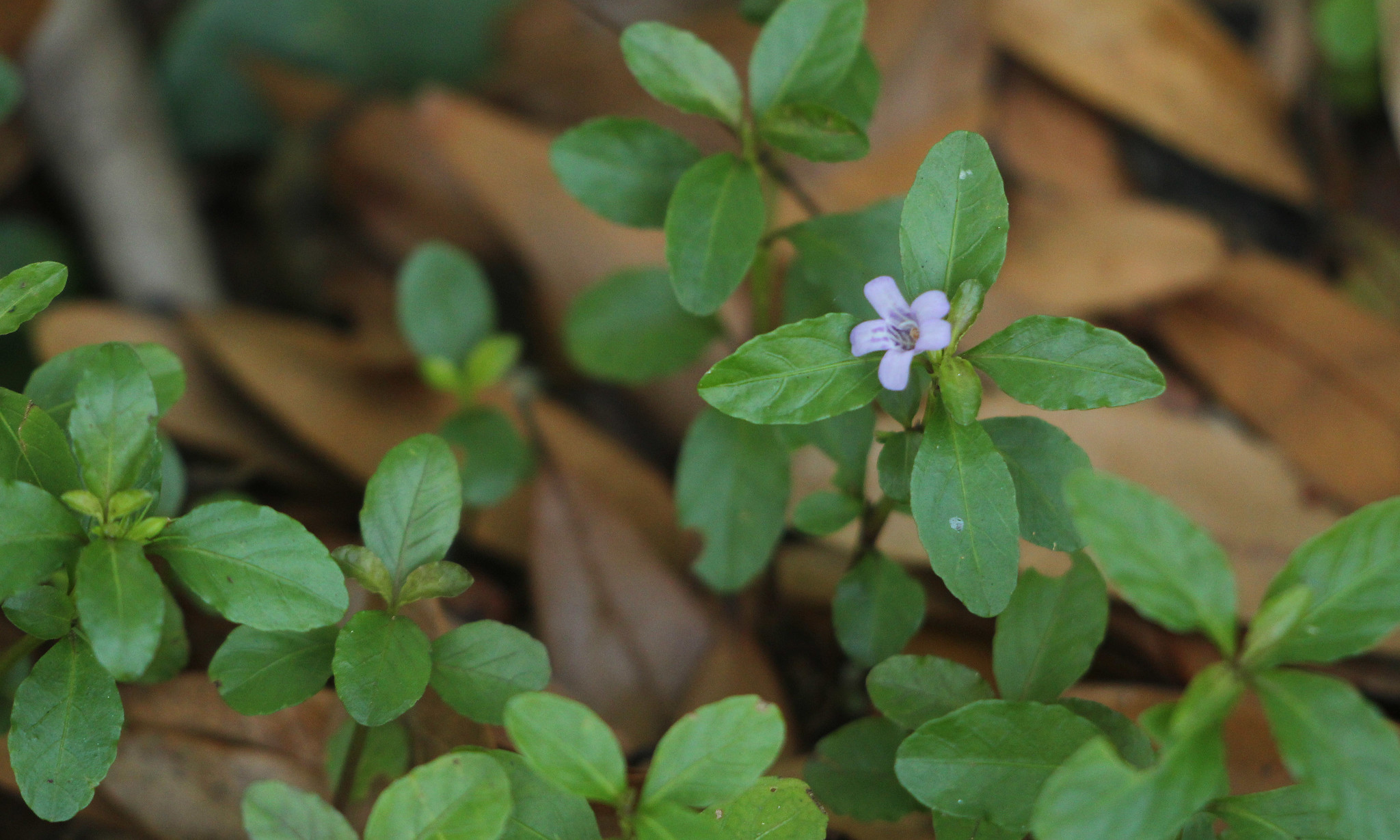 Swamp twinflower in bloom.