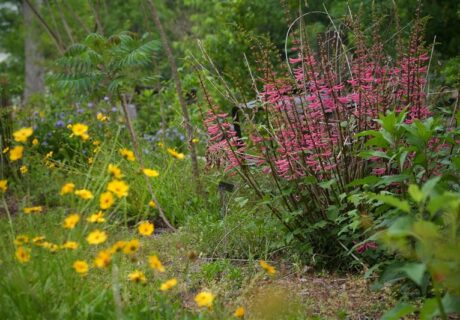 A garden with yellow flowers in the foreground and a cluster of pink flowers with green foliage in the background.