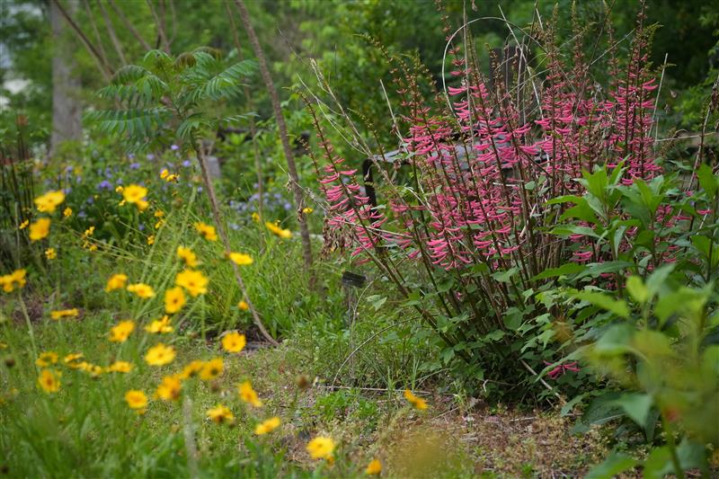 A garden with yellow flowers in the foreground and a cluster of pink flowers with green foliage in the background.