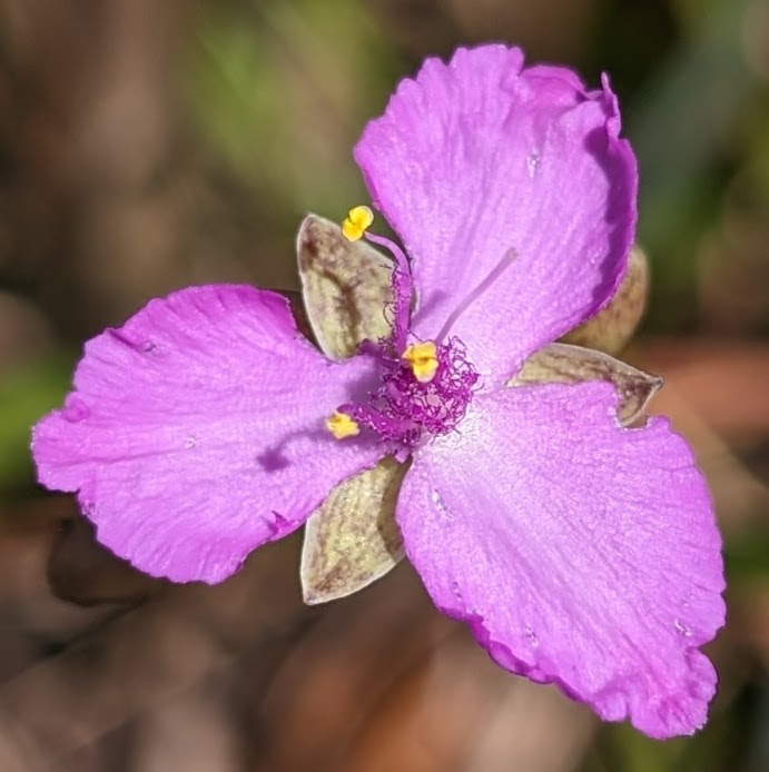 Purple Florida scrub roseling (Callisia ornata) flower by Jeff Weber