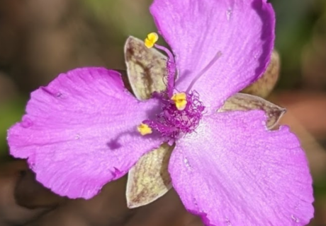 Close-up of a purple flower with five petals and yellow stamens at the center. The flower has a slightly fuzzy texture.