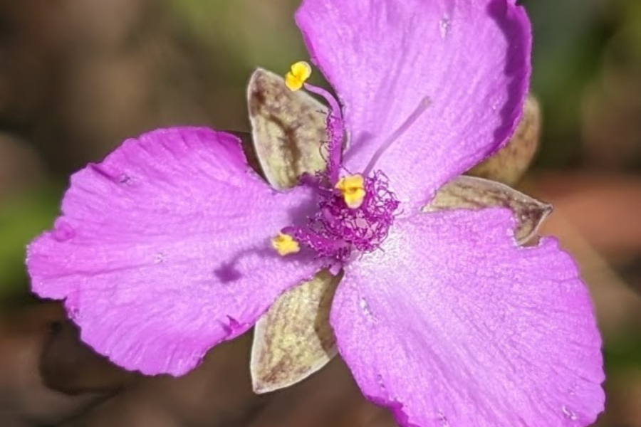 Close-up of a purple flower with five petals and yellow stamens at the center. The flower has a slightly fuzzy texture.