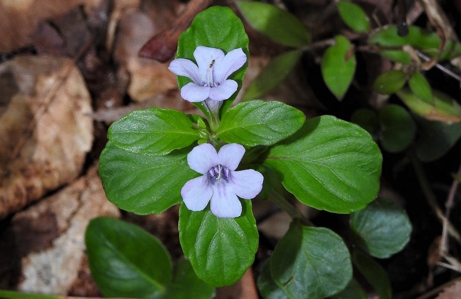 Swamp twinflower in bloom.