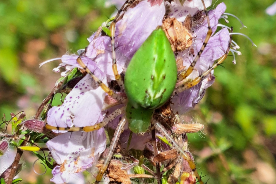 Green spider on a cluster of purple flowers with a blurred green background.