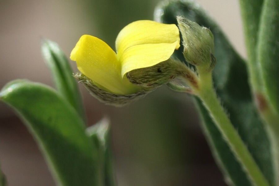 Close-up of a small yellow flower with soft green leaves and visible fuzzy stem details against a blurred background.