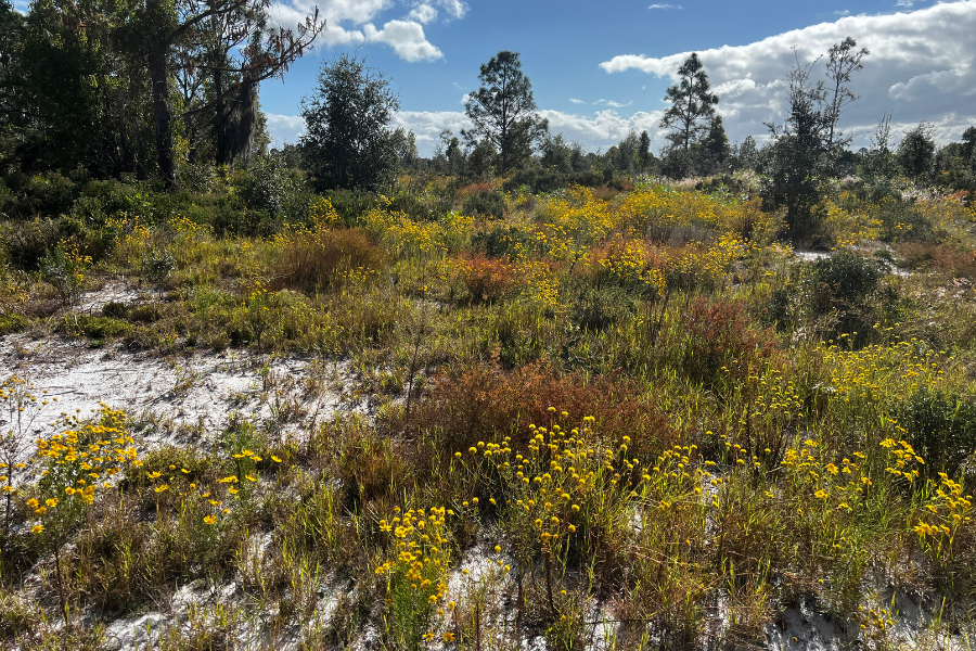 Sunny landscape with wild yellow flowers and patches of grass. Sparse trees in the background under a partly cloudy sky.