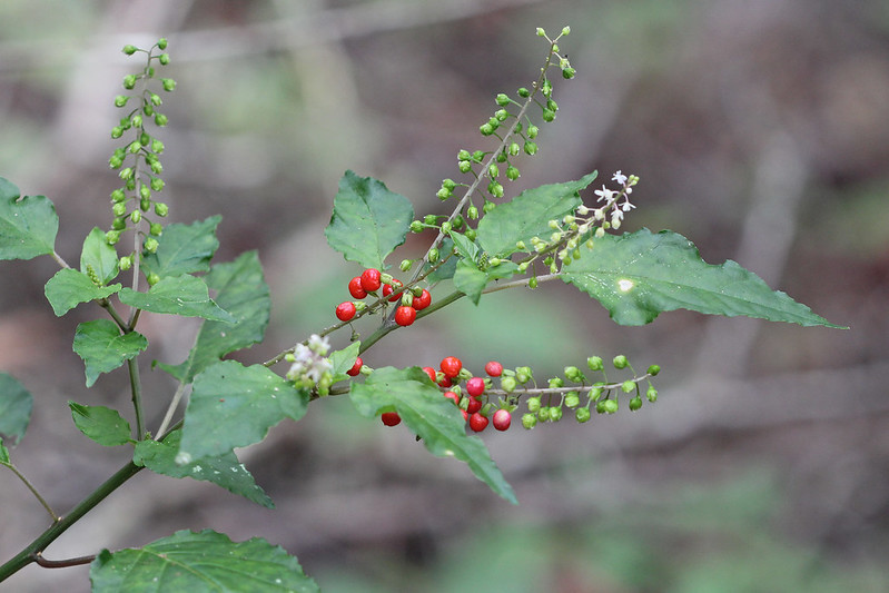 Close-up of a Rougeplant (Rivina humilis) with red and green berries and small white flowers on thin stems, surrounded by green leaves.