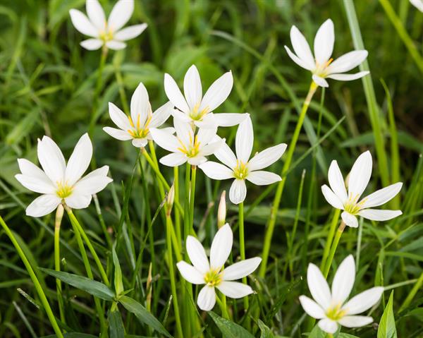 Non-native Fall rain lilies in bloom.