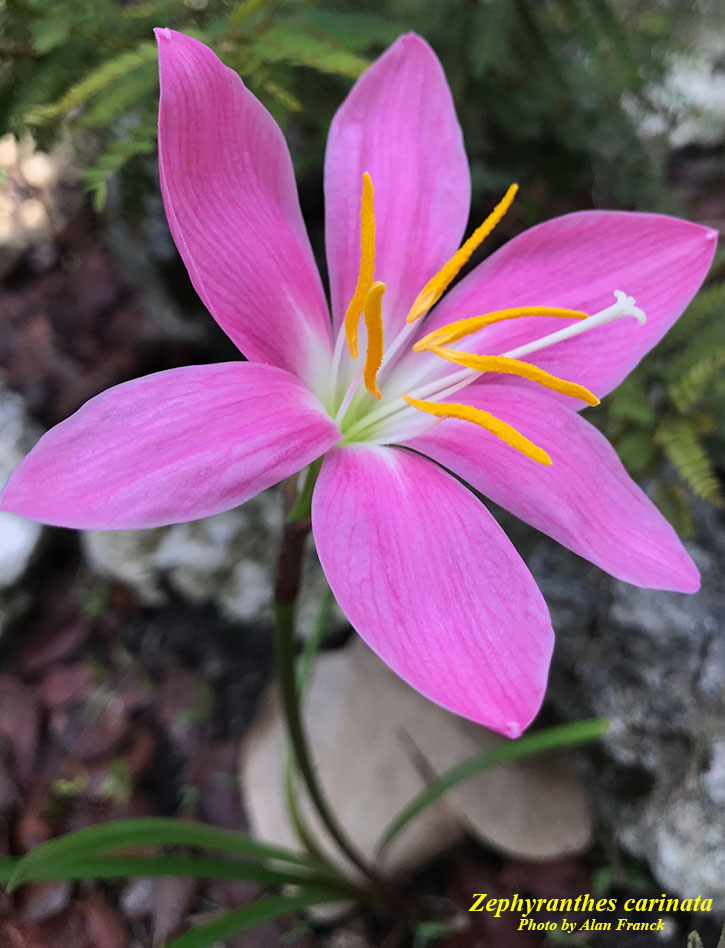 Non-native Pink rain lily flower.