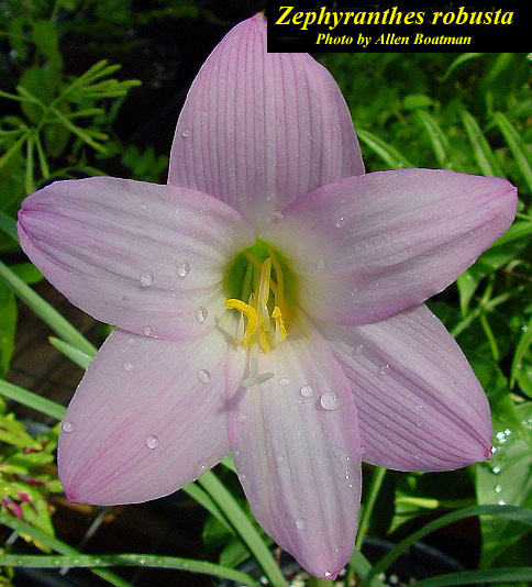 Close-up of a pink Ropper lily flower. 