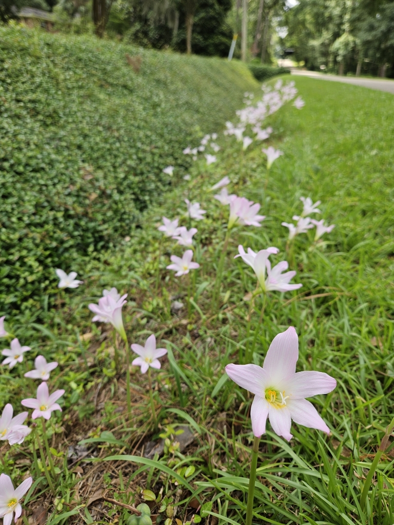 Non-native light pink Rain lilies growing on a neighborhood roadside.