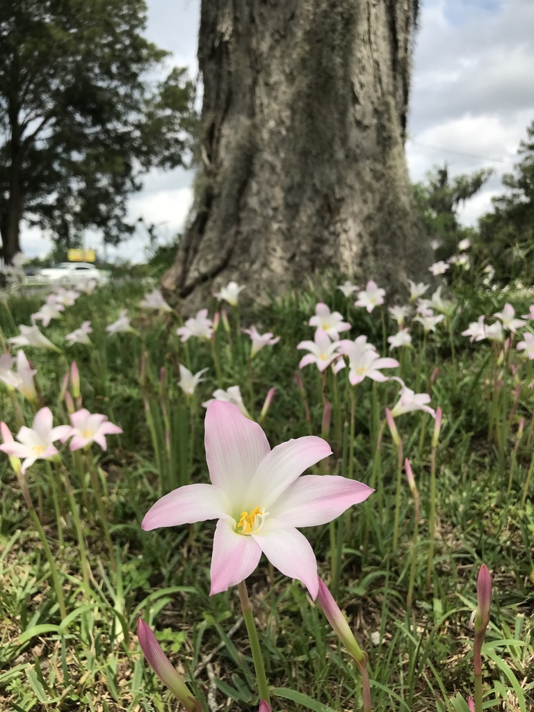 Non-native Rain lilies growing in a rural landscape.