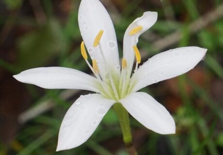 Closeup of Atamasco rain lily flower.