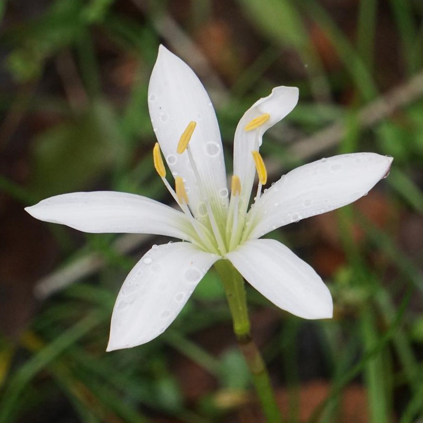 Closeup of Atamasco rain lily flower.