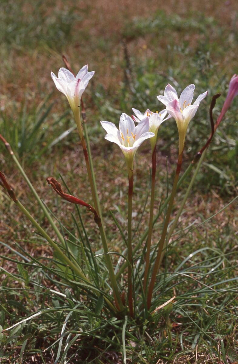 Simpson's lily blooming in a grassy field.