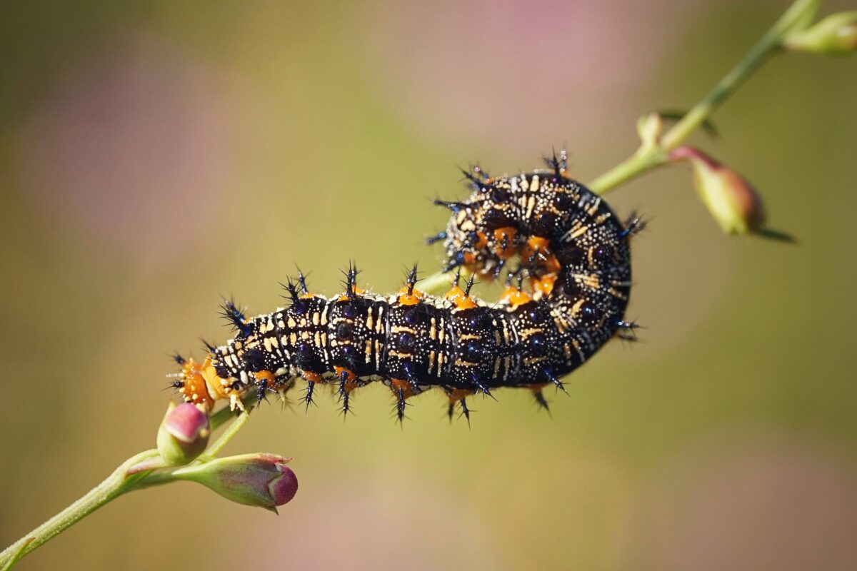 A Common buckeye caterpillar with spiky bristles and orange markings is curved around a plant stem with small buds, set against a blurred green background.